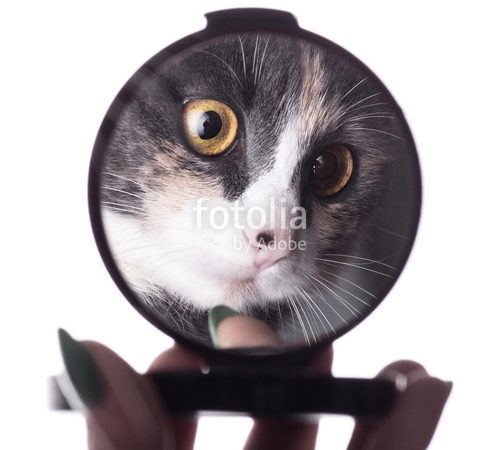 Download Cat-And-Mirror—Funny-status-video-song Free