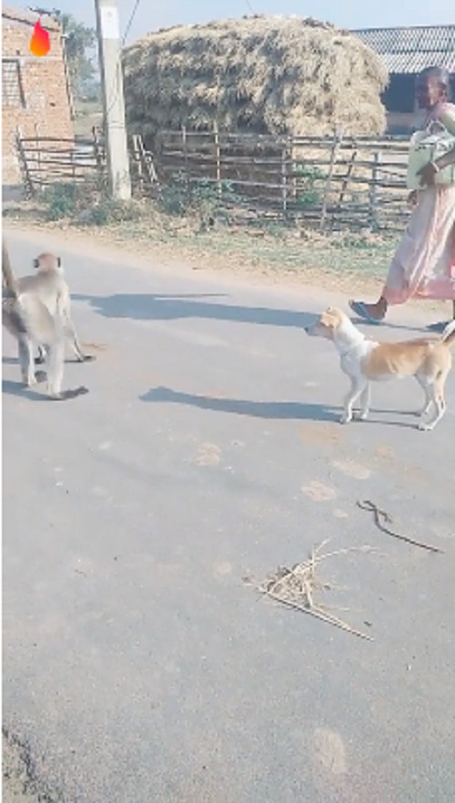 Funny dog monkey tiktok video - Download Whatsapp Status