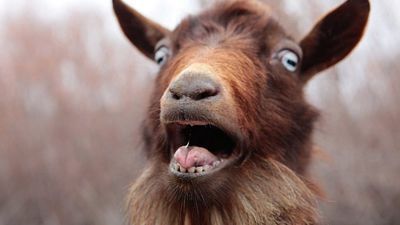 Dubbed goat talking – Funny whatsapp staus