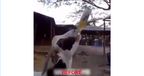 Funny Drunk Goat – Funny Status Video