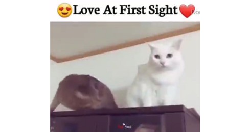 Love At First Sight – Funny Whatsapp Status Video