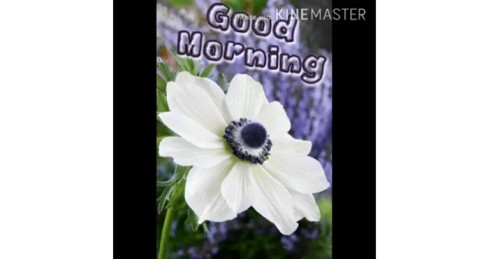 Beautiful Morning – Good Morning Whatsapp Status Video