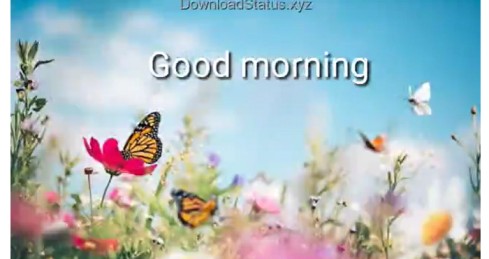 Beautiful Good Morning Video – Good Morning WhatsApp status