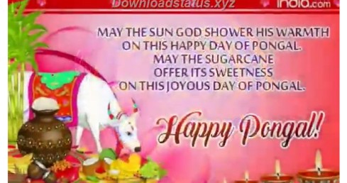 Happy Pongal Special Whatsapp Status