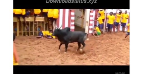 Mattu Pongal Jallikattu Bull Kaalai Pongal Video Status