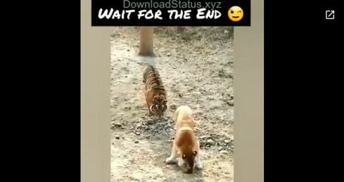 Funny Tigers Video for WhatsApp Status