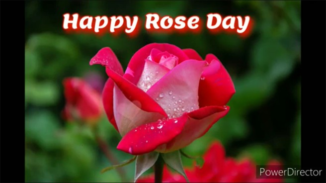 Happiest Rose Day